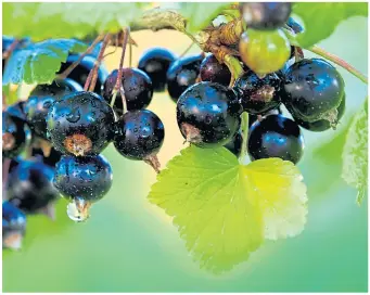  ?? ?? Delicious ripe blackberri­es, just waiting to be picked and eaten