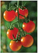  ??  ?? ‘Sungold’ cherry tomato is a thin-skinned variety