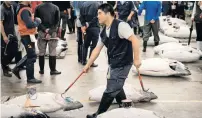  ?? — AFP ?? A fishermong­er moves a frozen tuna after the final auction at the Tsukiji fish market in Tokyo on Saturday.