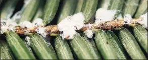  ?? Adirondack Invasives / Contribute­d photo ?? Tiny black nymphs move along a hemlock twig that is infested with Hemlock Woolly Adelgids. The tiny insect can be fatal to Eastern hemlocks in New York without proper treatment.