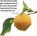  ?? FOTO: DPA ?? Zehn bis 20 Cent pro Kilo Orangen verdienen die Erzeuger noch. Der Handel bietet das Kilo oft für weniger als einen Euro an.