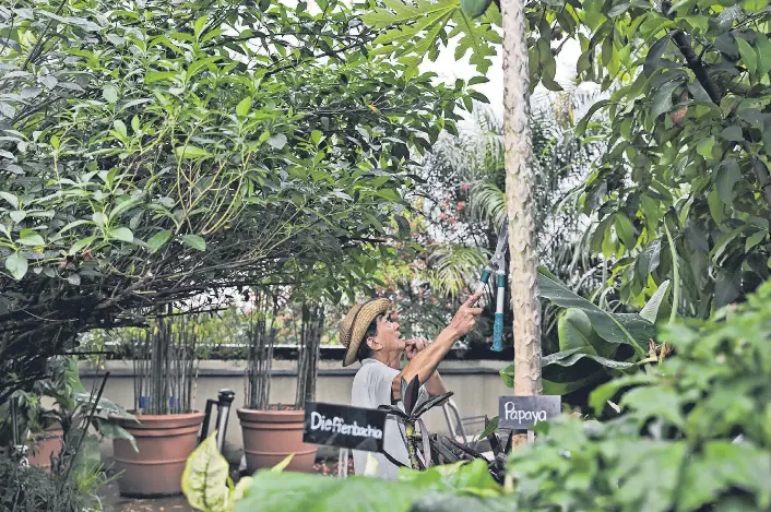He turned Tanglin hotel’s rooftop into lush garden - PressReader