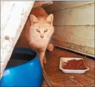  ?? PHOTOS COURTESY OF LIN CUKIERSKI KAHLER ?? Pumpkin is one of the cats that Operation Wild Cats helps care for.