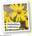  ??  ?? Helianthus tuberosus