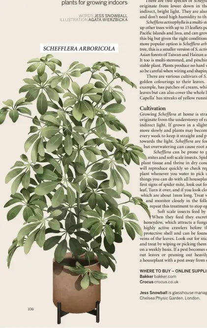  ?? ILLUSTRATI­ON AGATA WIERZBICKA ?? SCHEFFLERA ARBORICOLA