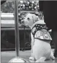  ?? AP PHOTO ?? Sully, former President George H.W. Bush’s service dog, pays his respect.