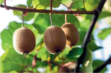  ?? ?? There are about 2800 kiwifruit orchards in New Zealand, with the average size under 5ha. Over 185m trays were produced in 2019 (a tray holds about 30 fruit), earning $2.6b in 2021.