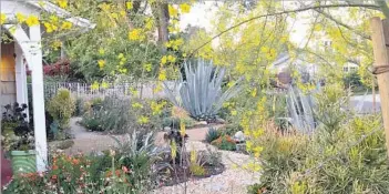  ?? Photograph­s by Andrew Epstein ?? THE STUDIO CITY frontyard belonging to Andrew Epstein features a variety of drought-tolerant plants.