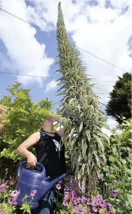  ??  ?? > Beverley Wallace using a tape measure, left, and an 8ft long piece of wood to accurately measure her Echium Pininana plant growing in her garden at her home in Gloucester