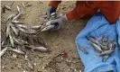  ?? Photograph: Ricardo Moraes/
Reuters ?? A fisherman clears up dead fish found afterthe disaster.