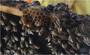  ??  ?? Bees swarm around honeycomb at the Bayer North American Bee Care Center in Research Triangle Park, NC. — AP photos