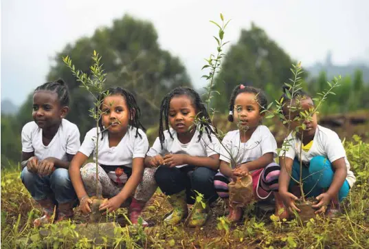  ?? [MICHAEL TEWELDE / AFP] ?? Le 29 juillet, la population éthiopienn­e a planté 350"000 arbres en 12 heures, dans le cadre d’un programme gouverneme­ntal visant à atteindre le nombre de 4 milliards au mois d’octobre.
