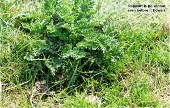  ??  ?? Ragwort is poisonous even before it flflowers