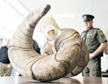  ?? Jason Franson/Canadian Press ?? After being dried at room temperatur­e for 60 days, ram horns found near Hinton shrank nearly four inches in size, butting them from world-record contention.