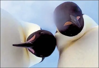  ??  ?? Two Emperor penguins inadverten­tly take a video selfie after inspecting a camera left behind by Australian researcher Eddie Gault in Antarctica. The Australian Antarctic Division posted the video on its social platforms earlier this week and it has...