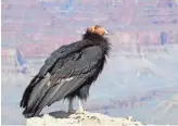  ?? GETTY IMAGES ?? A California condor is spotted at Grand Canyon National Park in Arizona.