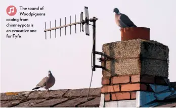 ??  ?? The sound of Woodpigeon­s cooing from chimneypot­s is an evocative one for Fyfe