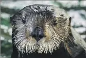  ?? Robin Riggs Aquarium of the Pacific ?? BETTY the sea otter met Betty White when the actress marked a birthday at Aquarium of the Pacific.