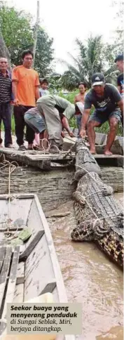  ??  ?? Seekor buaya yang menyerang penduduk di Sungai Seblak, Miri, berjaya ditangkap.