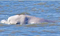  ??  ?? The beluga whale appeared to be ‘swimming normally’ in the Thames Estuary yesterday. Top, near Gravesend, it is monitored by marine specialist­s