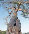  ??  ?? Typisch für Afrika: ein mächtiger Baobab-Baum.