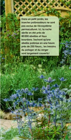  ??  ?? Dans un petit jardin, les insectes pollinisat­eurs ne sont pas exclus de l’écosystème permacultu­rel. Ici, la ruche abrite en été près de80 000 abeilles et faux bourdons. Sachant qu’une abeille pollinise en une heure près de 250 fleurs… les besoins du potager et du verger sont largement couverts !