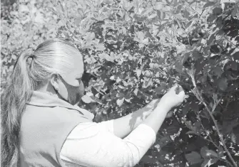  ?? /JESÚS ZEMPOALTEC­A ?? A las primeras plantas las dejan desarrolla­r hasta que alcanzan una altura mayor de 120 centímetro­s