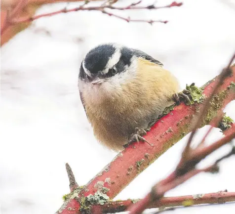  ?? — PHOTOS: JUNE HUNTER ?? Norman the nuthatch hangs out on a branch. June Hunter’s Urban Nature Enthusiast blog has stunning bird photograph­s to help you identify visitors.