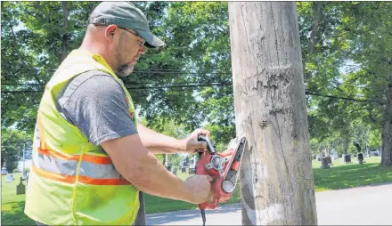  ?? MILLICENT MCKAY/JOURNAL PIONEER ?? Al Cameron sands off a tag from a utility pole in Summerside.