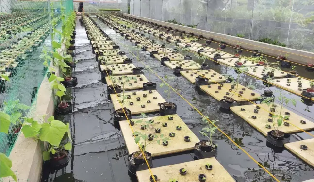  ??  ?? In his aquaponics greenhouse, he raises tilapia fishes along with tending lettuce and other crops.