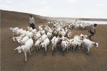  ?? Ben Curtis / Associated Press ?? A herder drives livestock from one of the few remaining watering holes near the drought-stricken village of Bandarero, Kenya.