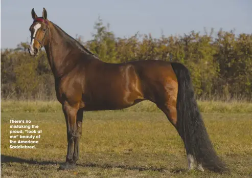  ??  ?? There’s no mistaking the proud, “look at me” beauty of the American Saddlebred.