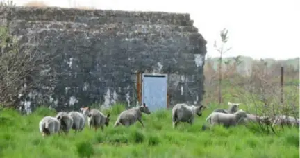  ??  ?? Schapen in het Groot Schietveld bij een bunker. Al het groen dat je ziet, is pijpenstro­otje. Rechts: De schapen zijn net geschoren en zien zwart van het roet.