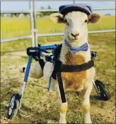  ?? WALKIN’ PETS — COURTESY ?? Scooter McScooters­on, a disabled lamb from Funky Chicken animal rescue in Vacaville, is one of two California animals chosen to appear in the 2021Walkin’ Pets Calendar.