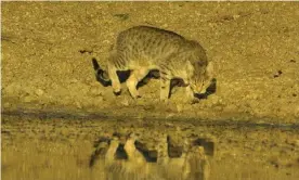  ?? ?? A feral cat drinking at a pond in Mungo National Park in NSW. These animals can reach impressive sizes and have been behind at least some reported big cat sightings. Photograph: Genevieve Vallee/Alamy