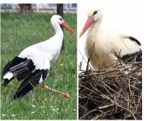  ?? AFP ?? Malena walking in a meadow in the village of Brodska Varos, and Klepetan, the male white stork in their nest in the village of Brodska Varos in eastern Croatia. —