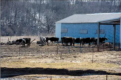  ?? Bloomberg News/LAUREN JUSTICE ?? Cattle stand on a farm near Loganville, Wis. Few agricultur­al states have been hit harder than Wisconsin during the downturn.