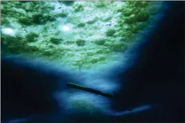  ?? SCHMIDT — LAWRENCE — ICEFIN — NASA PSTAR RISE UP VIA AP ?? A robot nicknamed Icefin operates under the sea ice near McMurdo Station in Antarctica in 2020.