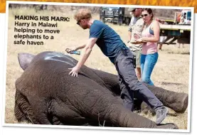  ??  ?? MAKING HIS MARK: Harry in Malawi helping to move elephants to a safe haven