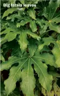  ??  ?? Big fatsia leaves