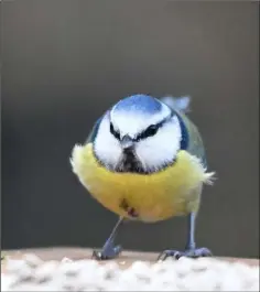  ??  ?? A cross looking Blue Tit.