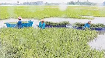  ??  ?? BETTING THE FARM: Farmers harvest early in their rented rice paddies due to flooding in Phichit.