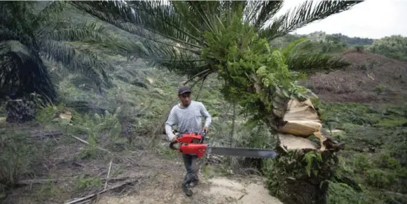  ?? CHAIDEER MAHYUDDIN/AFP/GETTY IMAGES ?? Indonesia’s Leuser Ecosystem is home to endangered wildlife and to illegal palm oil tree plantation­s. A ranger cuts down a tree as part of a government campaign to restore the forest.