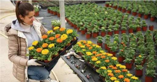  ?? DREAMSTIME ?? Gerbera, an annual that’s a member of the dandelion family, impresses in brilliant shades of yellow, orange and vibrant red.