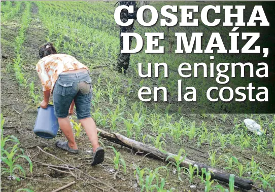  ?? GUILLERMO LIZARZABUR­O / EXPRESO ?? Balzar. Este cantón es el que más produce maíz amarillo duro en la provincia del Guayas. Mientras que en la provincia de Los Ríos son Ventanas, Mocache, Quevedo y otros.