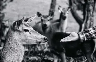  ??  ?? DOCILIDAD La especie “Cervus elaphus“(sobre estas líneas) es dócil. El ciervo es el último animal domesticad­o para usar su carne.