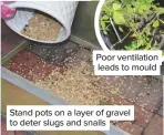  ??  ?? Poor ventilatio­n leads to mould
Stand pots on a layer of gravel to deter slugs and snails