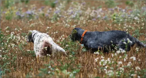  ??  ?? Dans un tel environnem­ent, les chiens auront fort à faire pour bloquer l’oiseau.