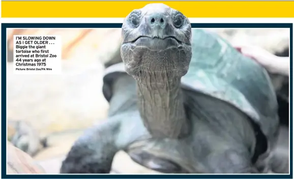  ?? Picture: Bristol Zoo/PA Wire ?? I’M SLOWING DOWN AS I GET OLDER . . . Biggie the giant tortoise who first arrived at Bristol Zoo 44 years ago at Christmas 1975