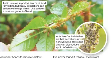  ??  ?? Aphids are an important source of food for wildlife, but heavy infestatio­ns can seriously damage plants. Use controls if numbers get out of hand
Ants ‘farm’ aphids to feed on their secretions of honeydew so controllin­g ants can also reduce aphid infestatio­ns
